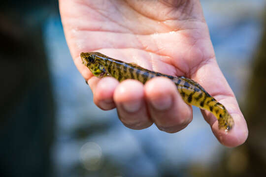 Image of Chesapeake Logperch