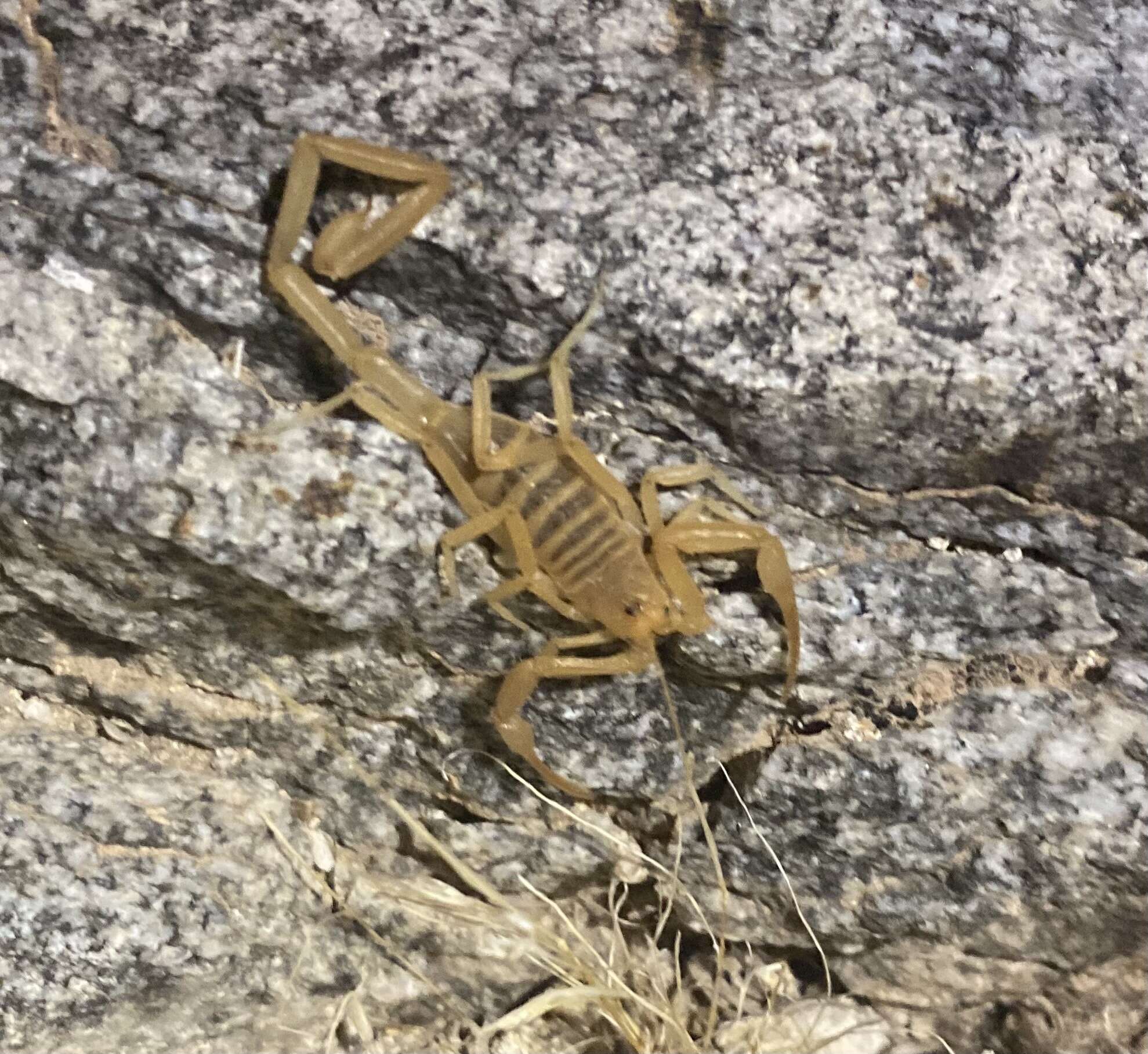 Image of Arizona Bark Scorpion