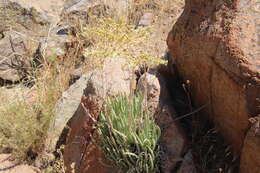 Image of Ladies' fingers