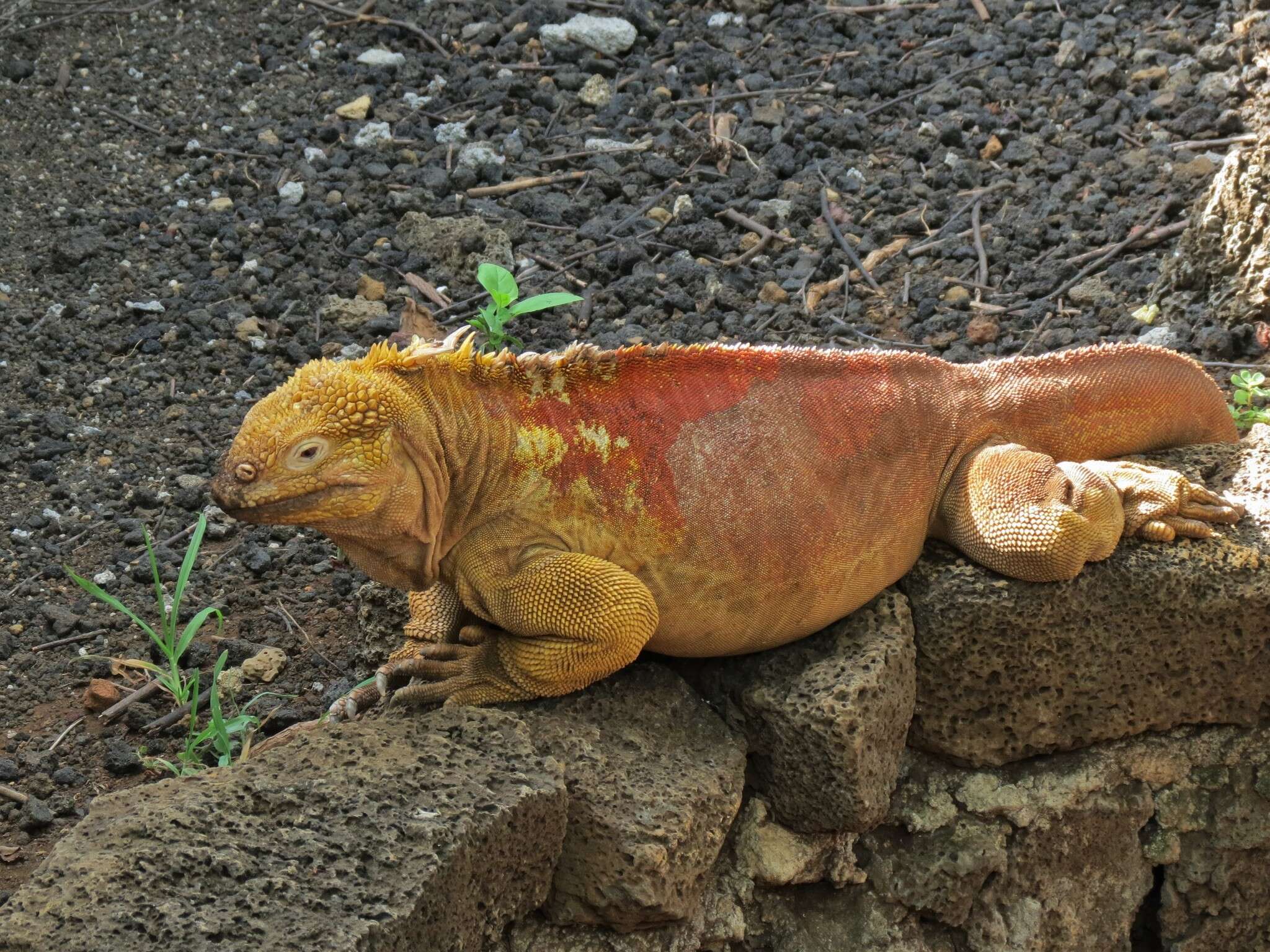 Image of Galapagos Land Iguana