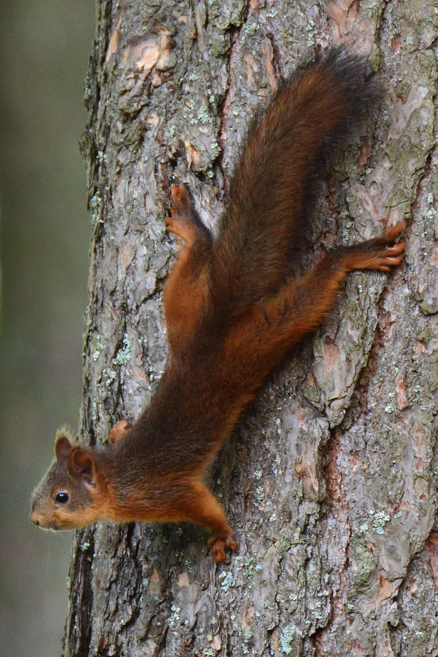 Image of Eurasian red squirrel