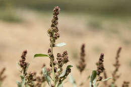 Image de Atriplex gardneri (Moq.) D. Dietr.