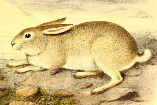 Lepus yarkandensis Günther 1875 resmi