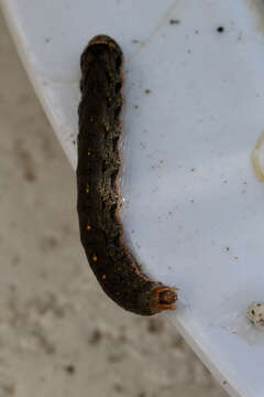 Image of pearly underwing