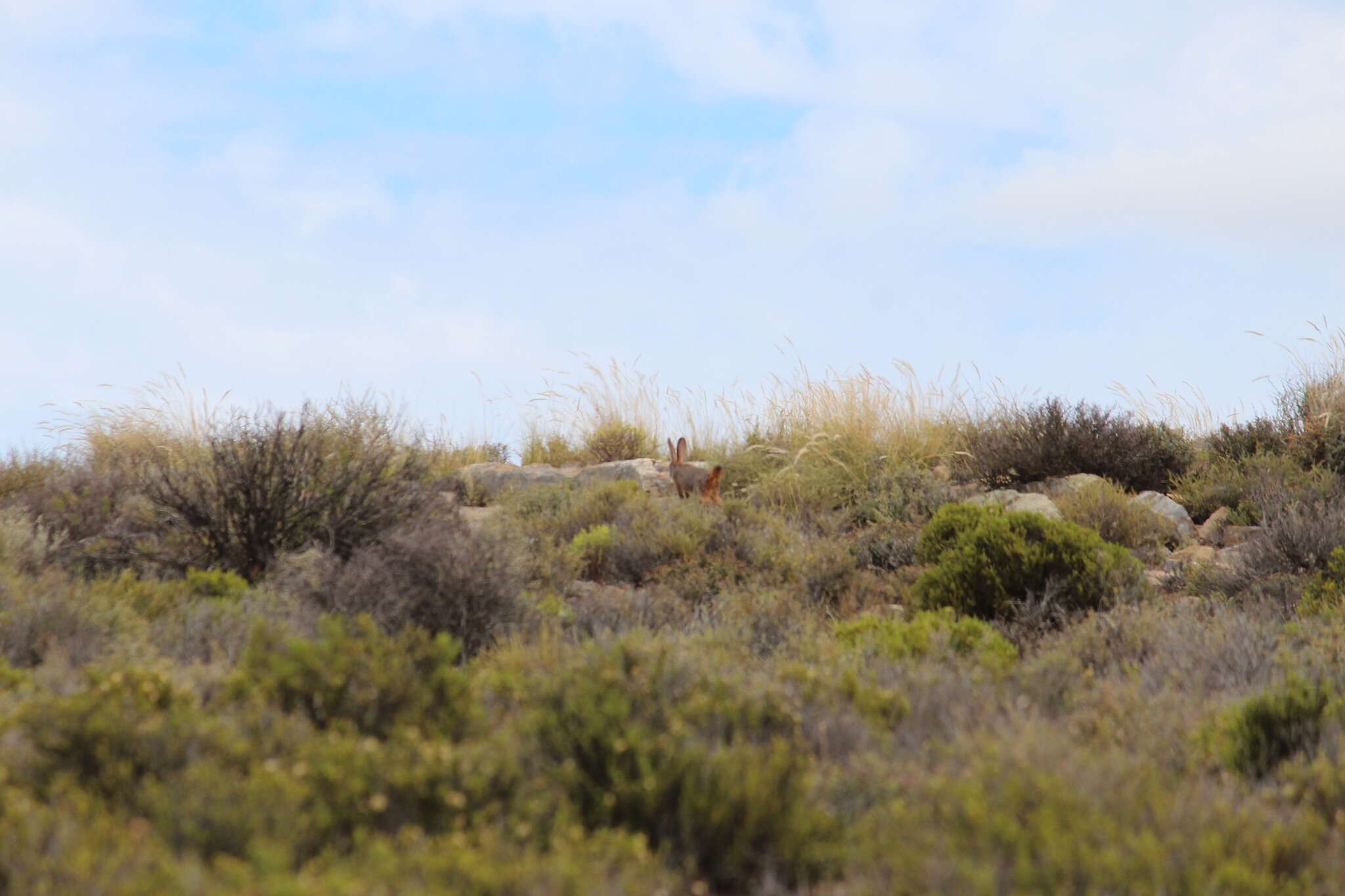 Image of Hewitt's Red Rock Hare