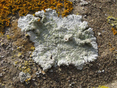 Image of diploicia lichen