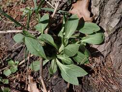 Image of Bladder Campion