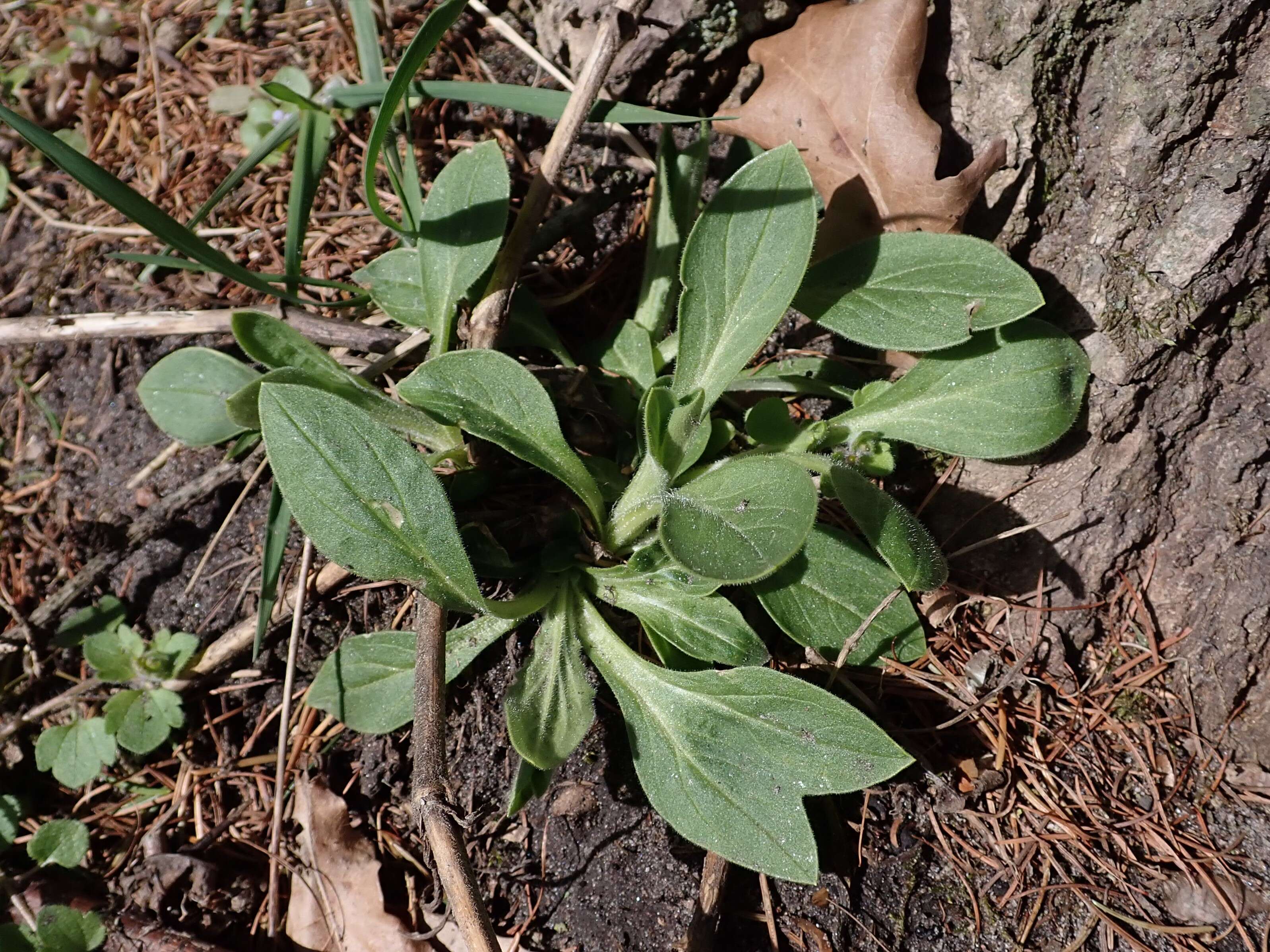 Image of Bladder Campion