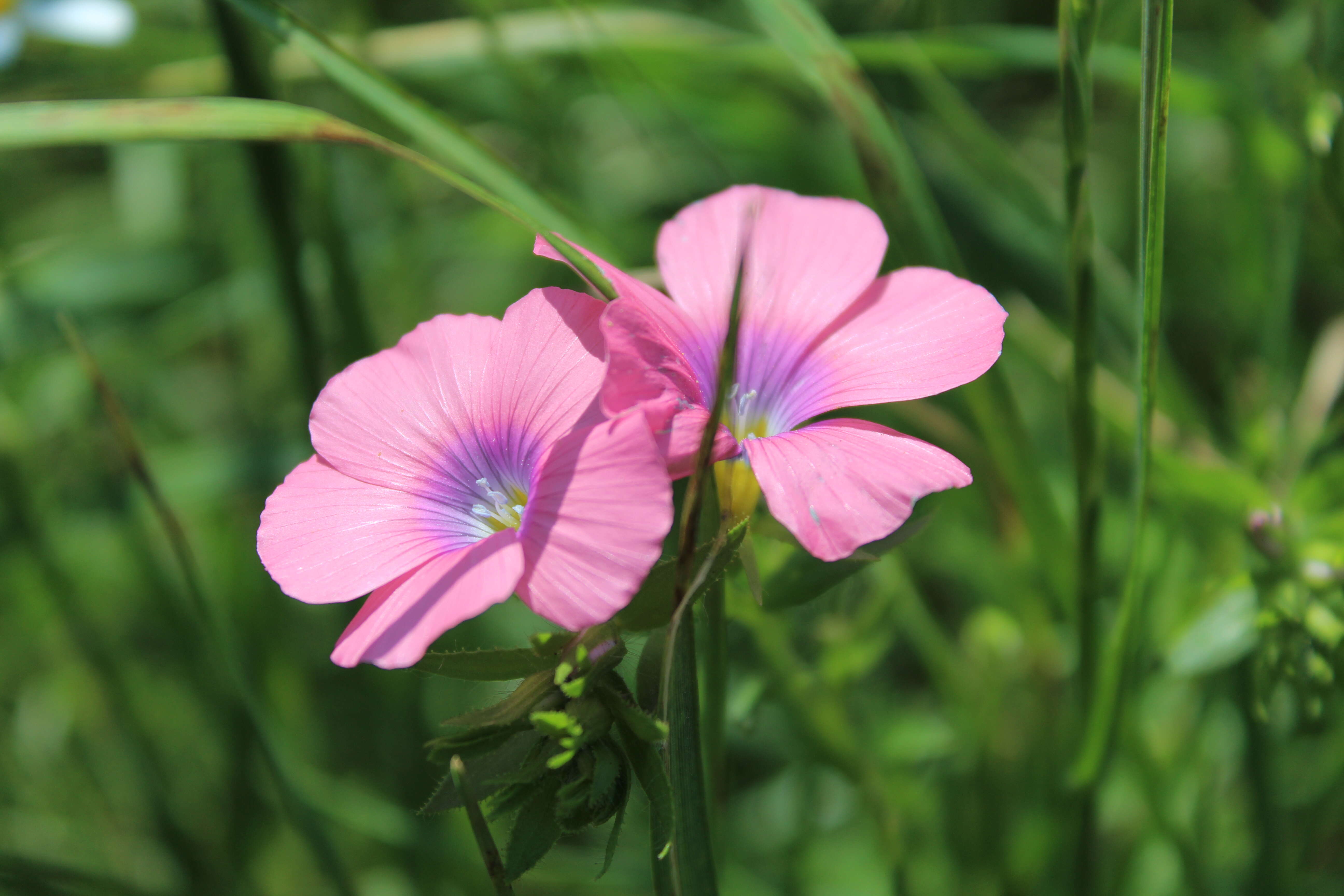 Image of flax