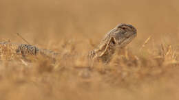 Image of Hardwick's spiny-tailed lizard