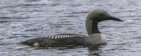 Image of Arctic Loon