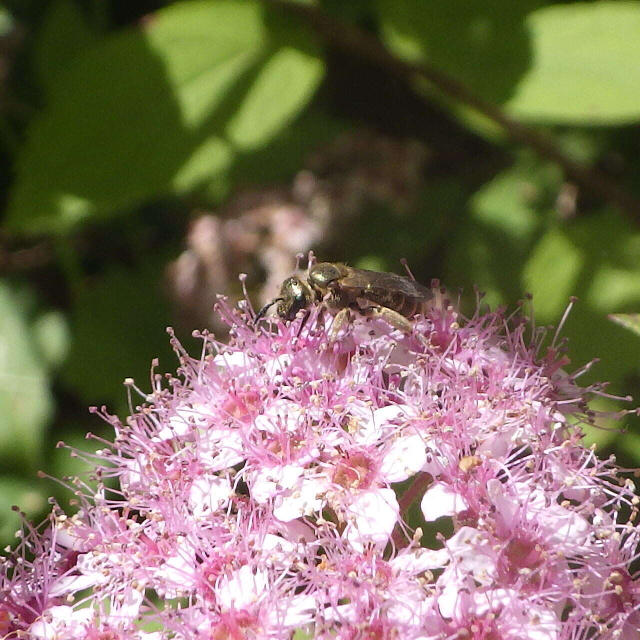 Image of Halictus confusus Smith 1853