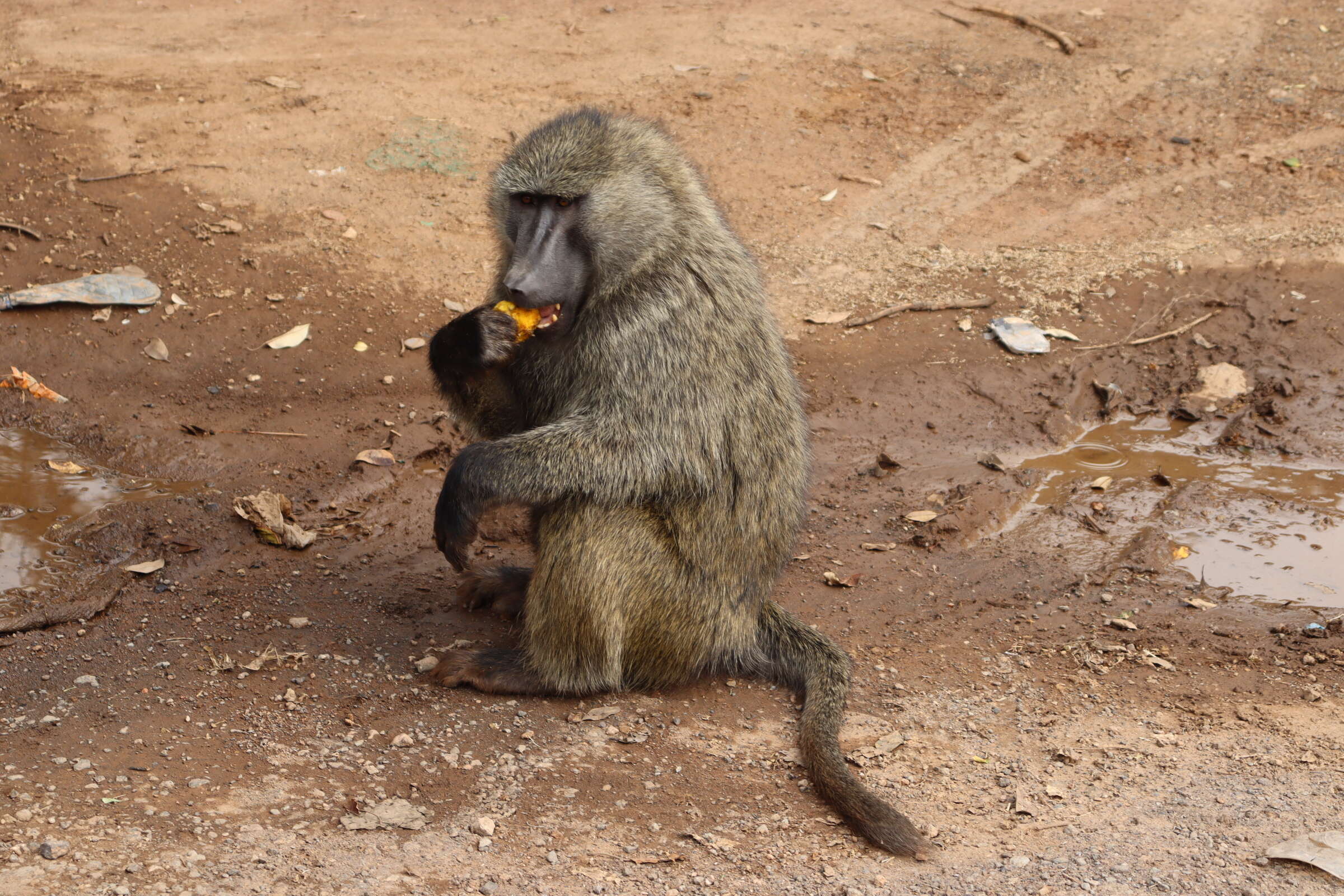 Image of Chacma Baboon