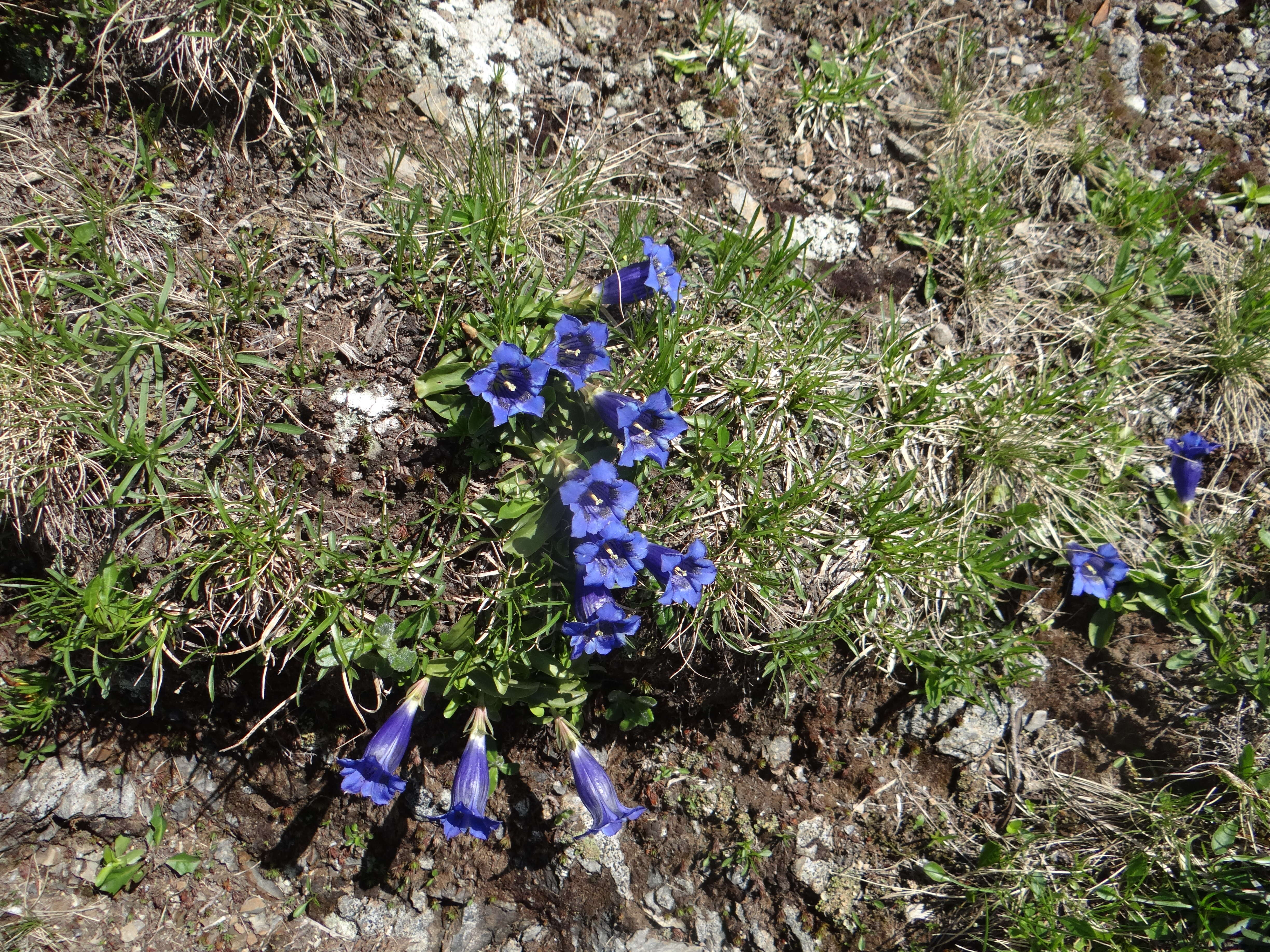 Image of Stemless Gentian