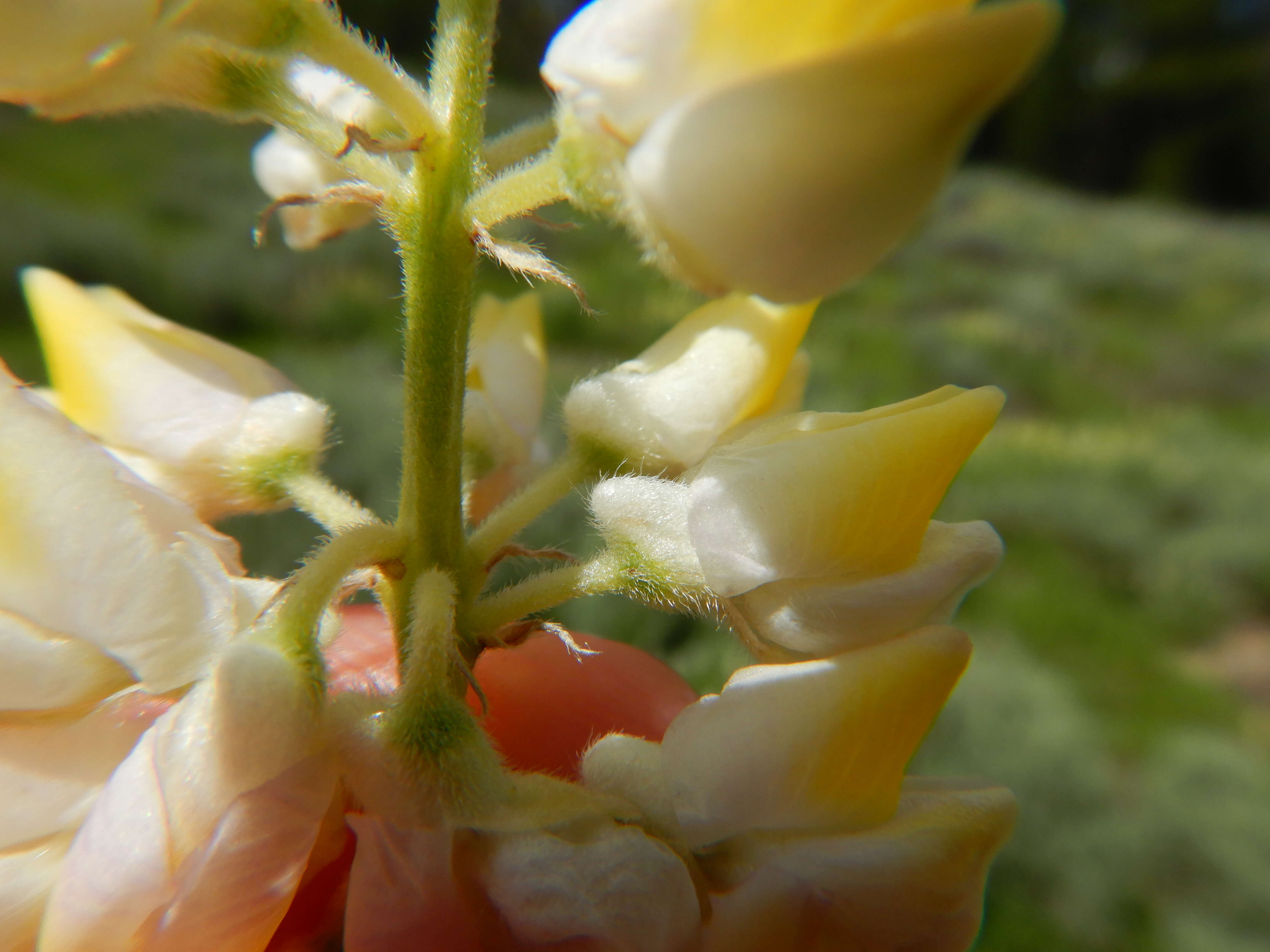 Imagem de Lupinus arbustus Lindl.