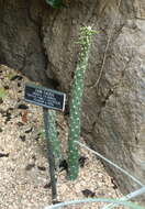 Image of cane cactus