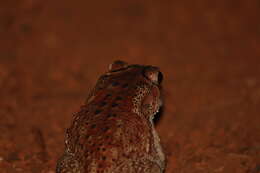 Image of Asian black-spined toad