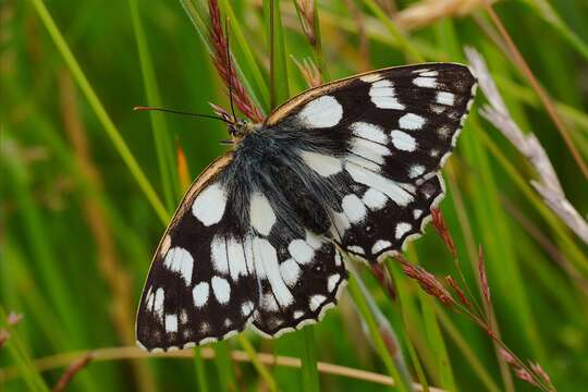 Image of marbled white