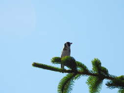 Image of European Goldfinch