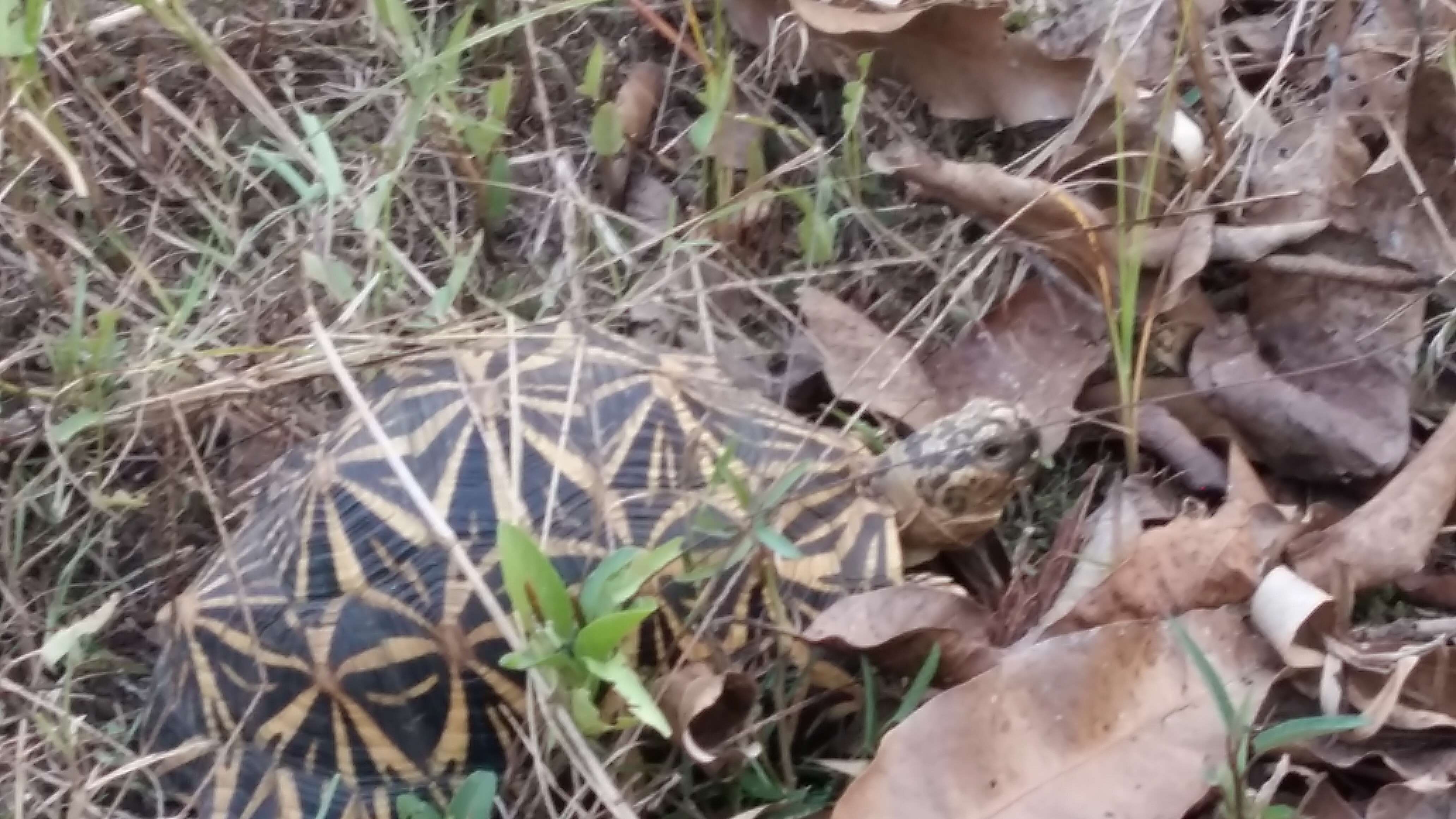 Image of Typical Tortoises