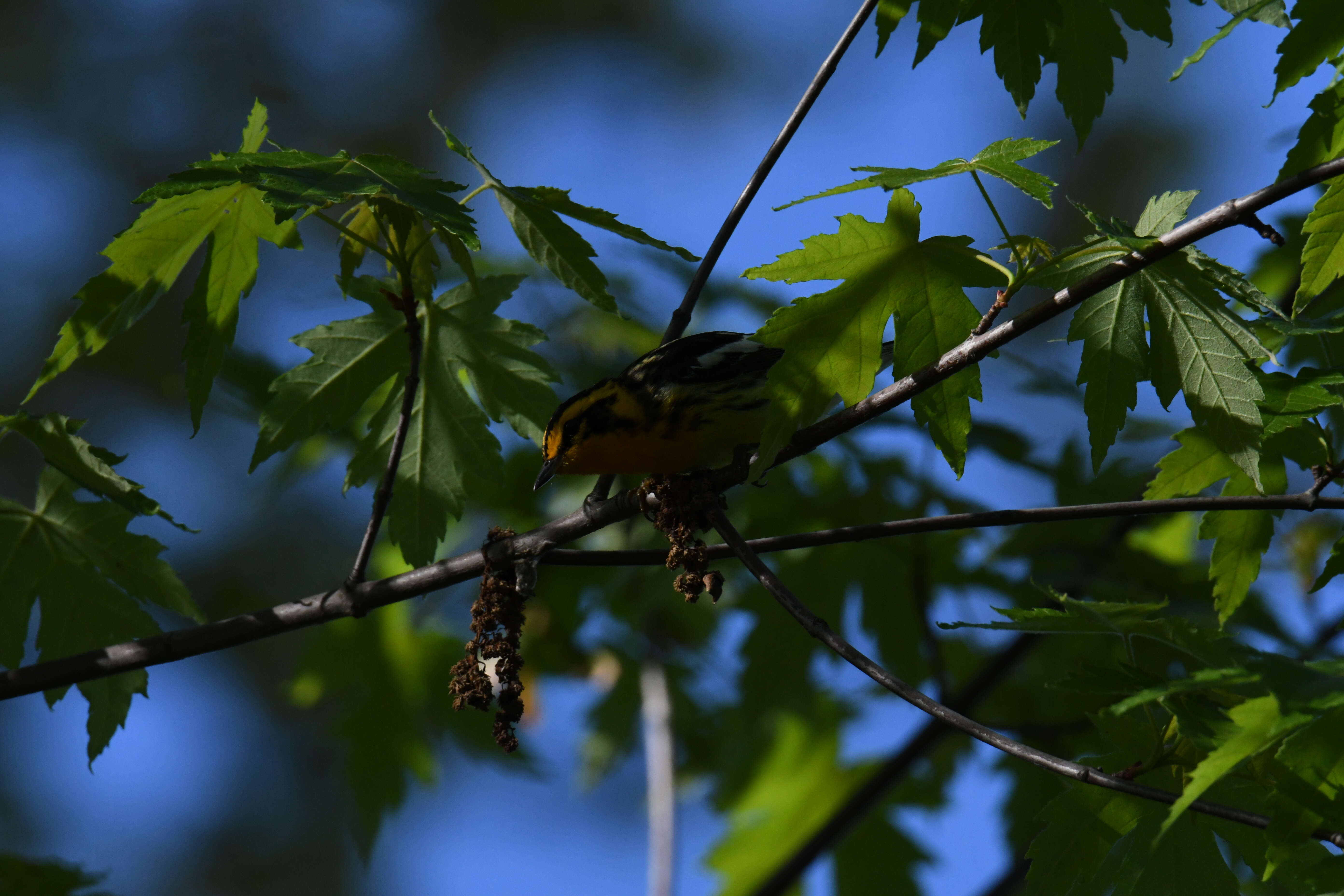 Image of Blackburnian Warbler