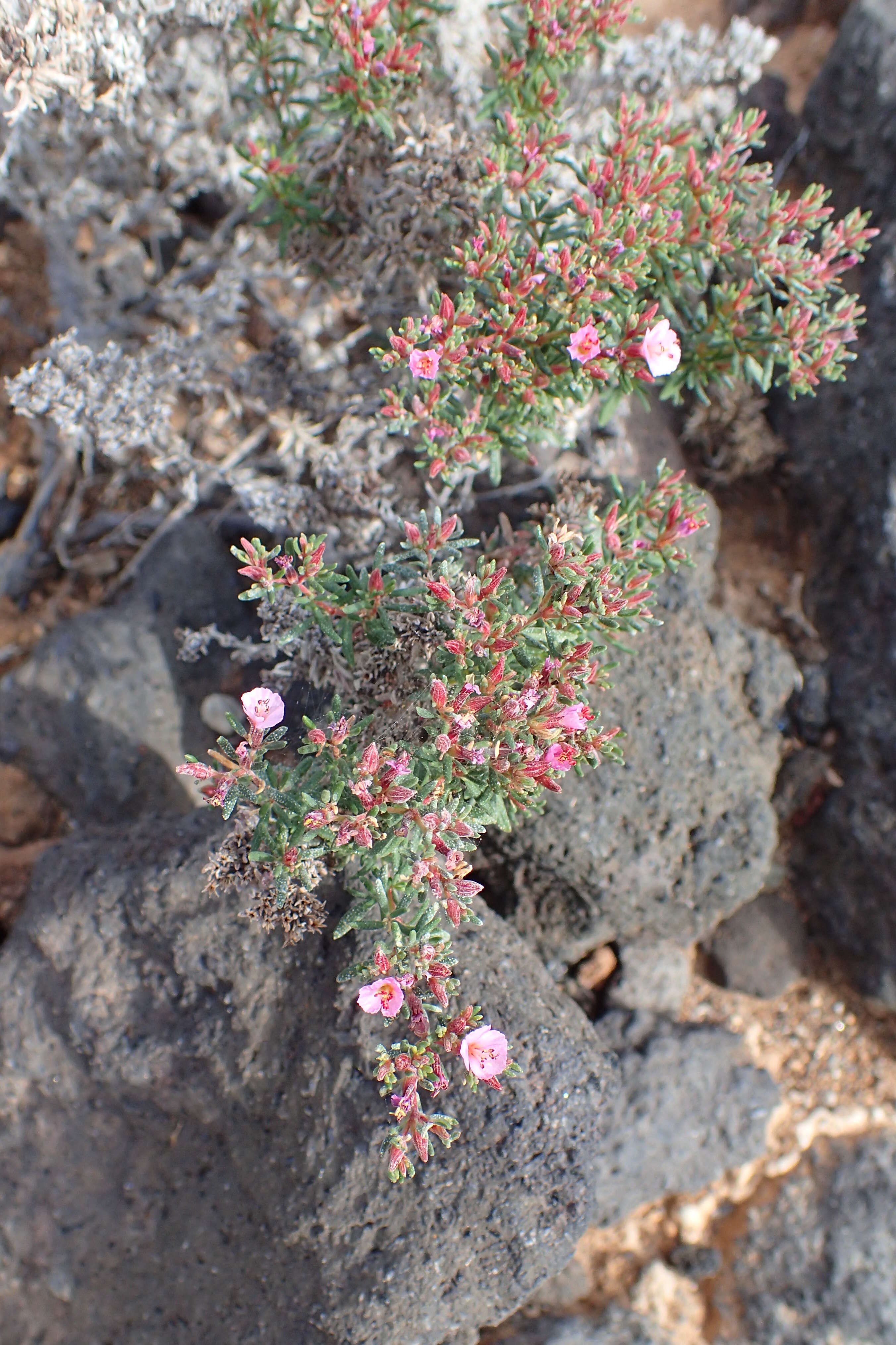 Image de Frankenia pulverulenta L.