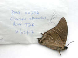 Image of Demon Charaxes