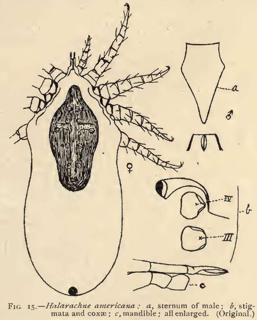 Image de Halarachne