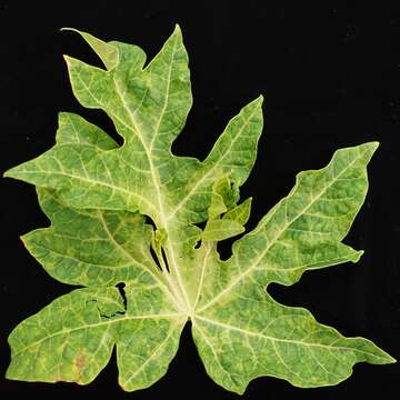 Image of Papaya ringspot virus