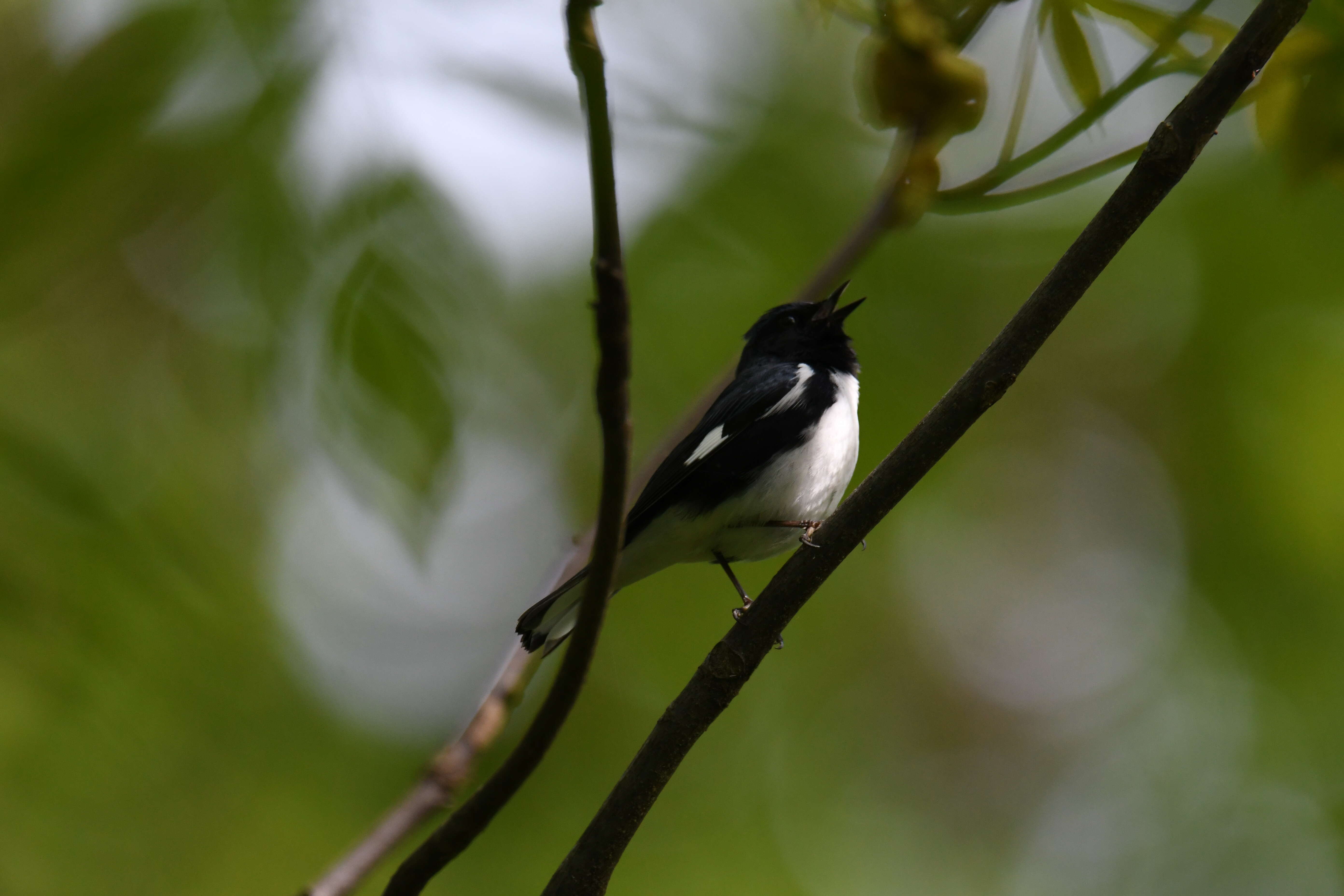 Imagem de Setophaga caerulescens (Gmelin & JF 1789)