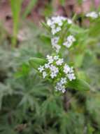 Image of Lewiston cornsalad