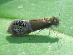 Image of Ridings' Fairy Moth