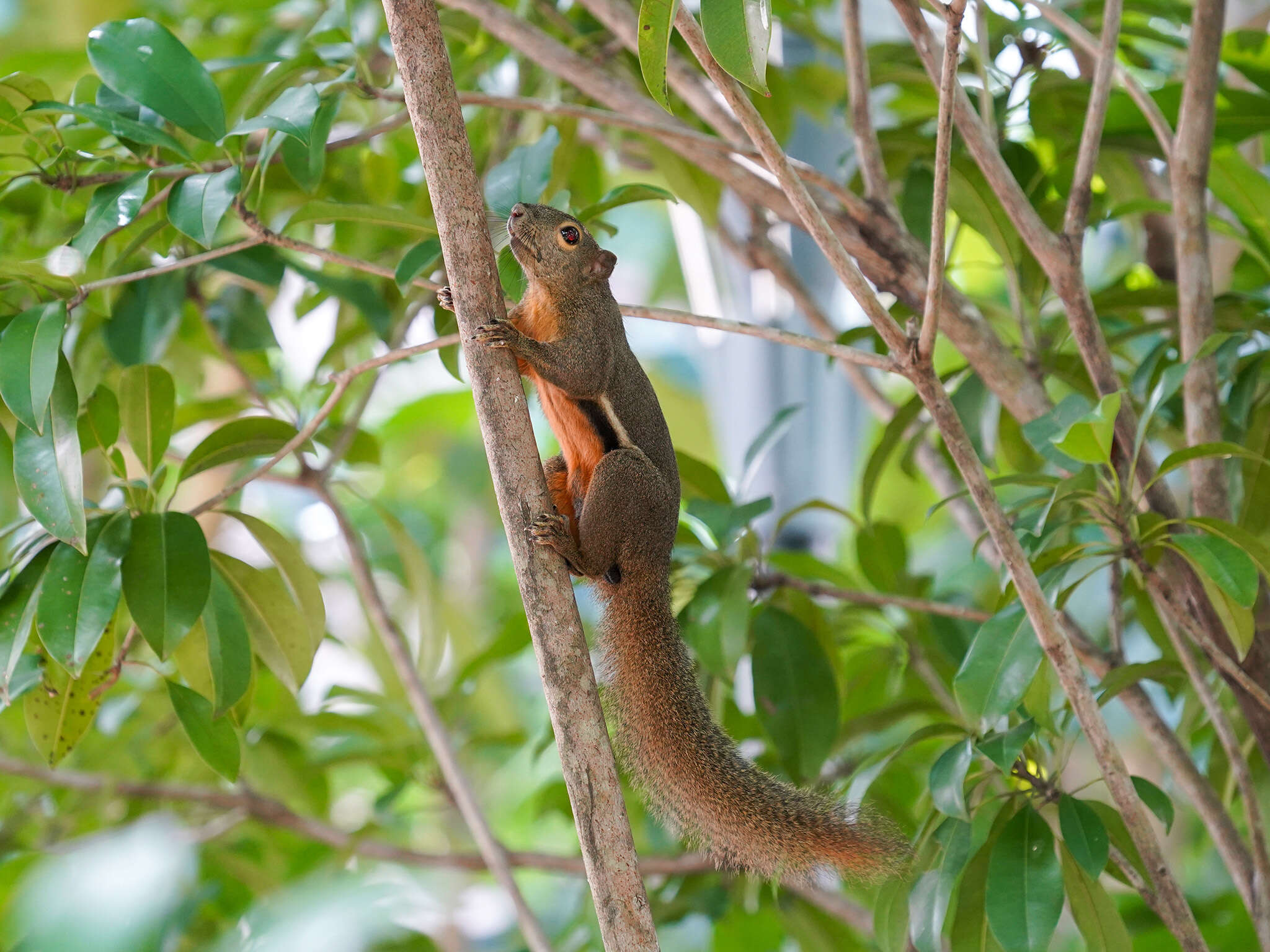 Image of Plantain Squirrel