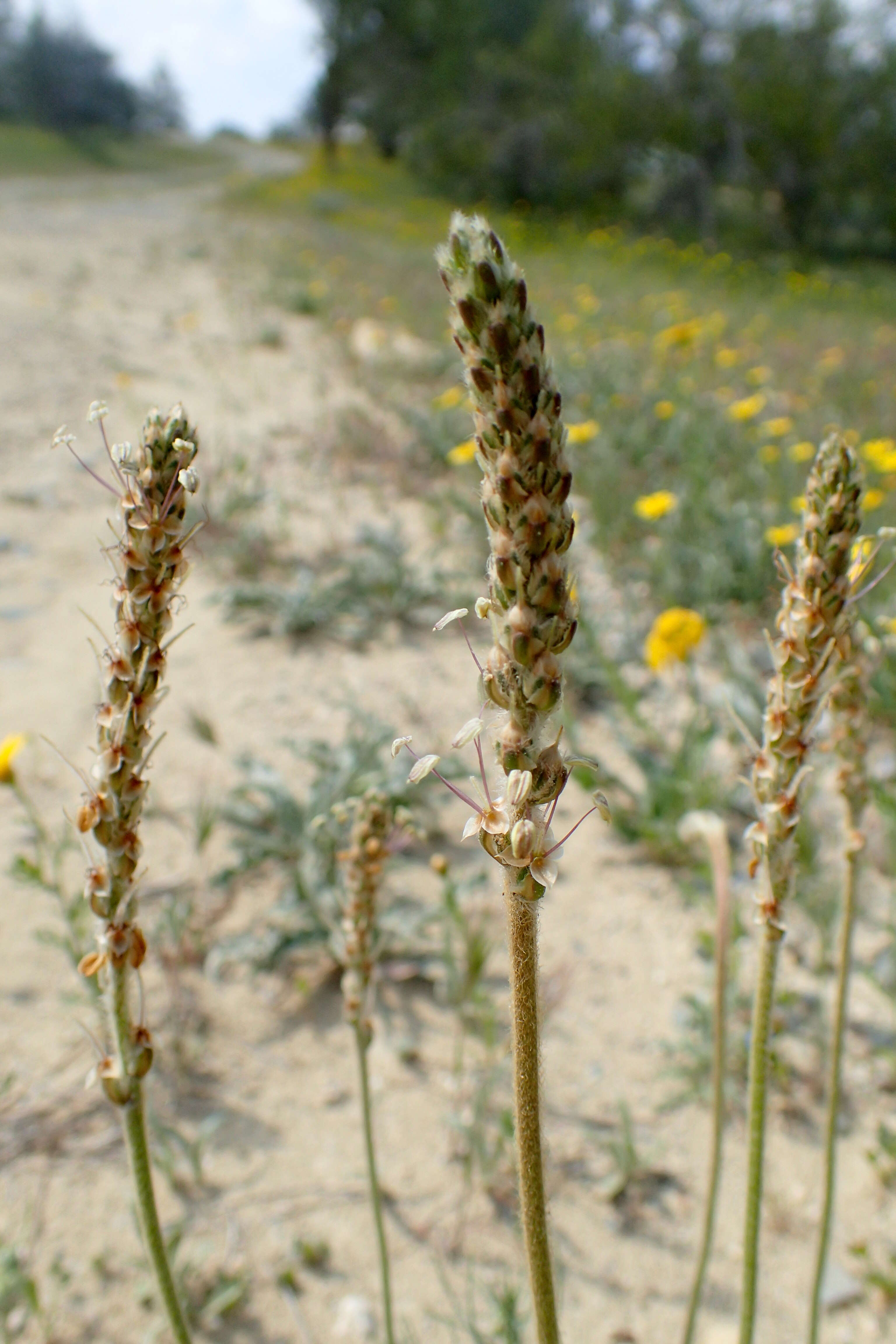 Plantago albicans L. resmi