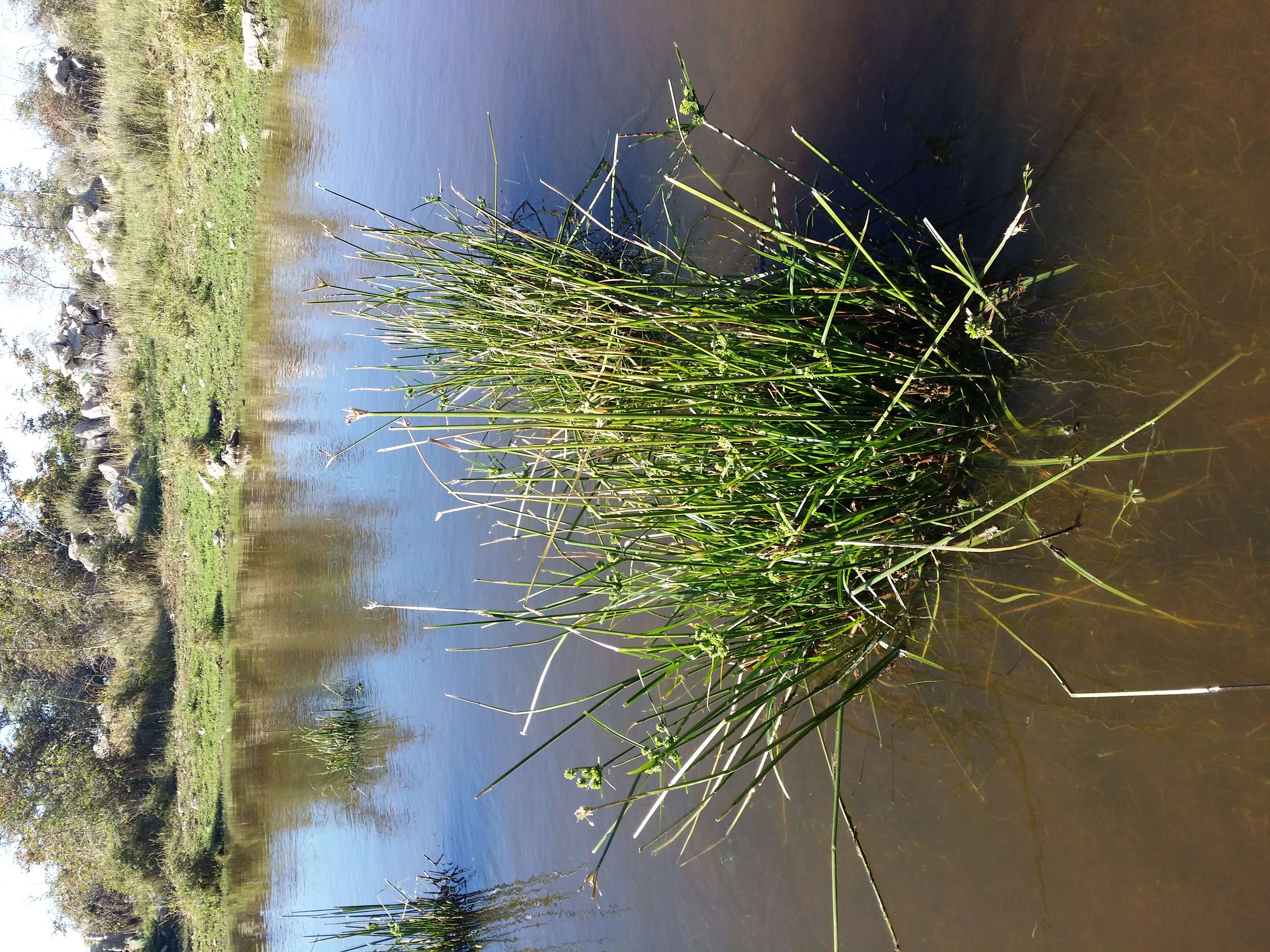 Image of Tall flatsedge