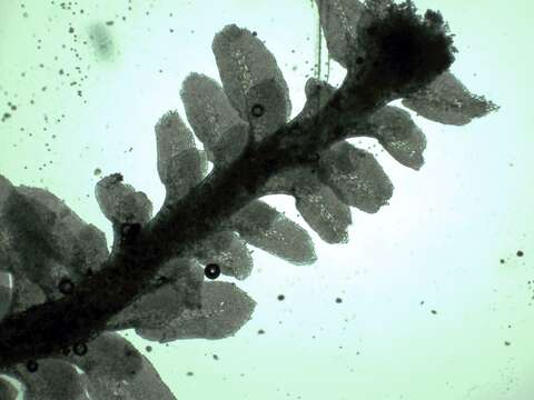 Image of Common Fold-leaf Liverwort