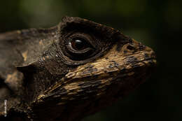 Image of Hernandez's helmeted iguana