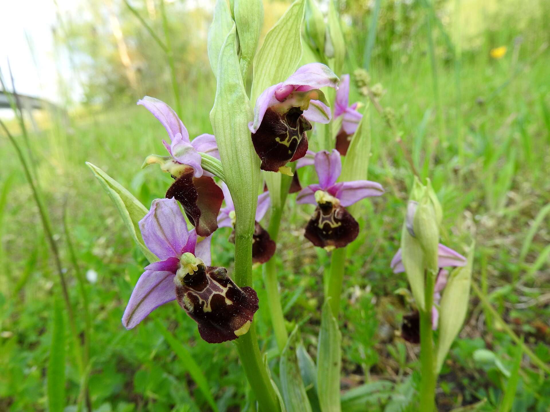 Image of Ophrys holosericea