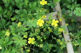 Image of silverweed