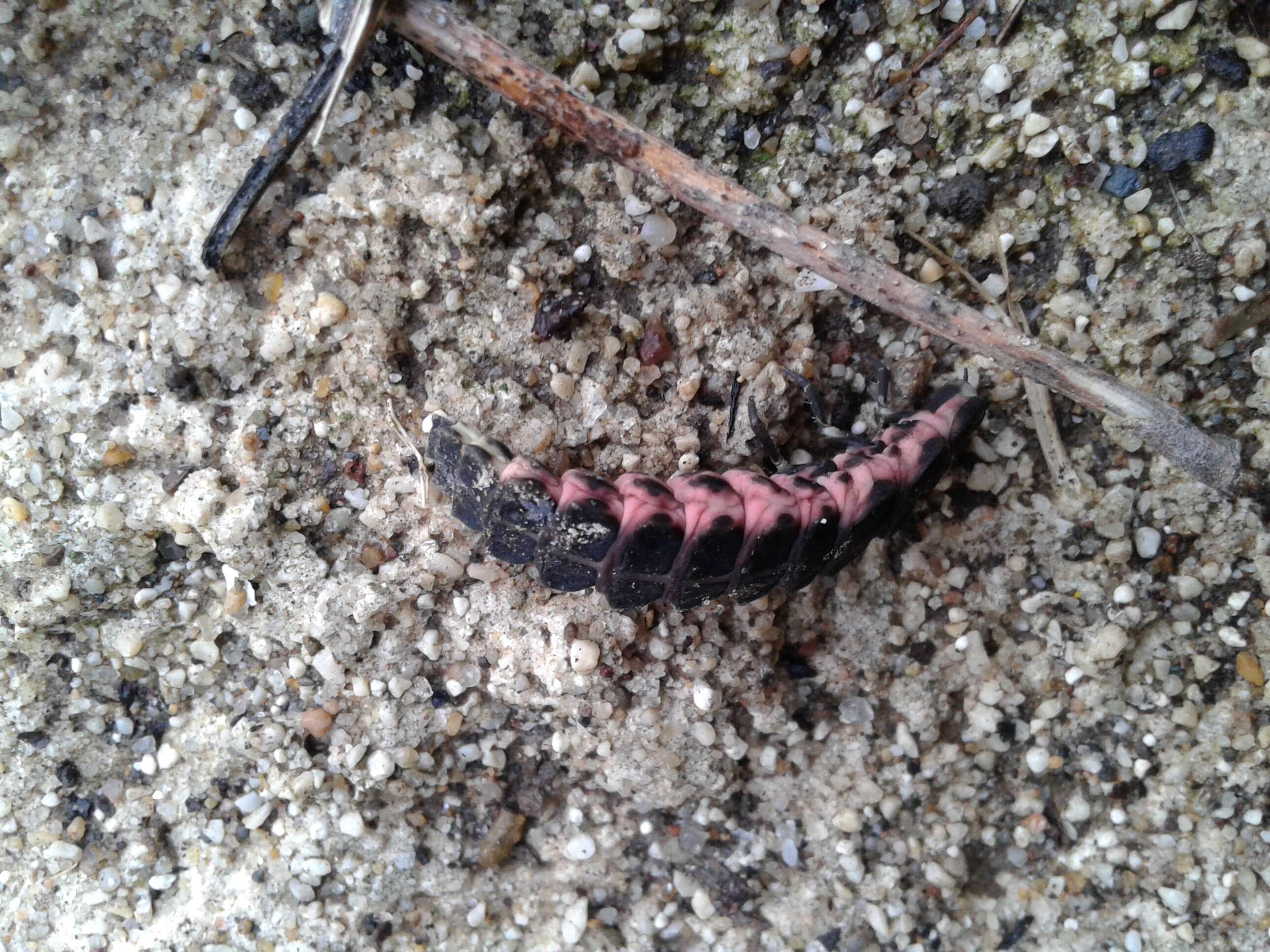 Image of common glow-worm