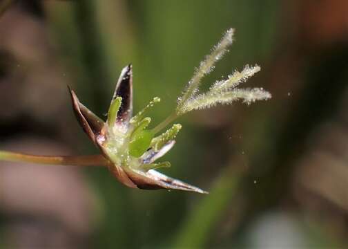 Imagem de Luzula pilosa (L.) Willd.