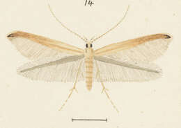 Image of Batrachedra litterata Philpott 1928