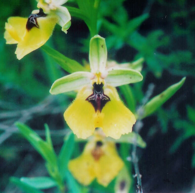 Image of Ophrys fuciflora subsp. lacaitae (Lojac.) Soó