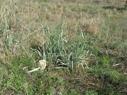 Image de Panicum coloratum L.