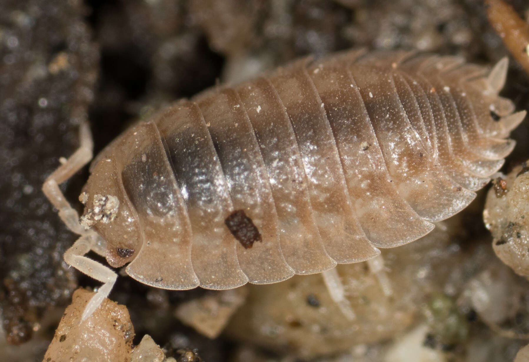 Image of Isopod