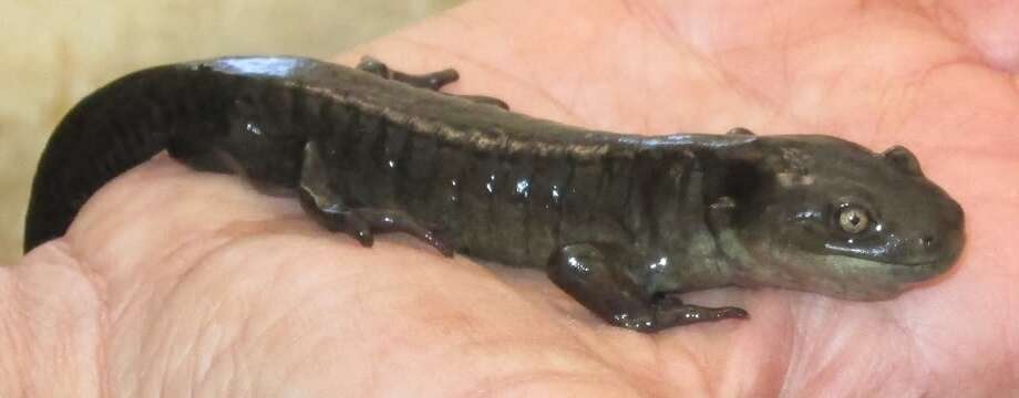 Image of Barred Tiger Salamander