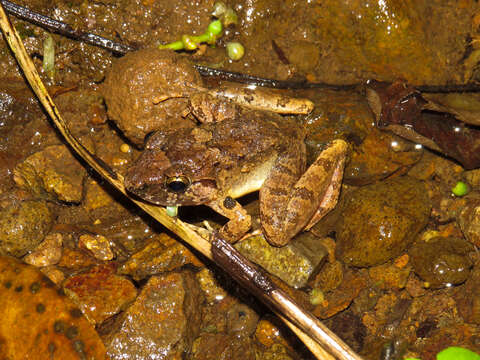 Image of fanged frogs