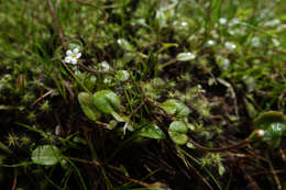 Imagem de Myosotis tenericaulis Petrie.