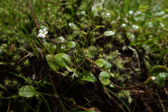 Myosotis tenericaulis Petrie. resmi