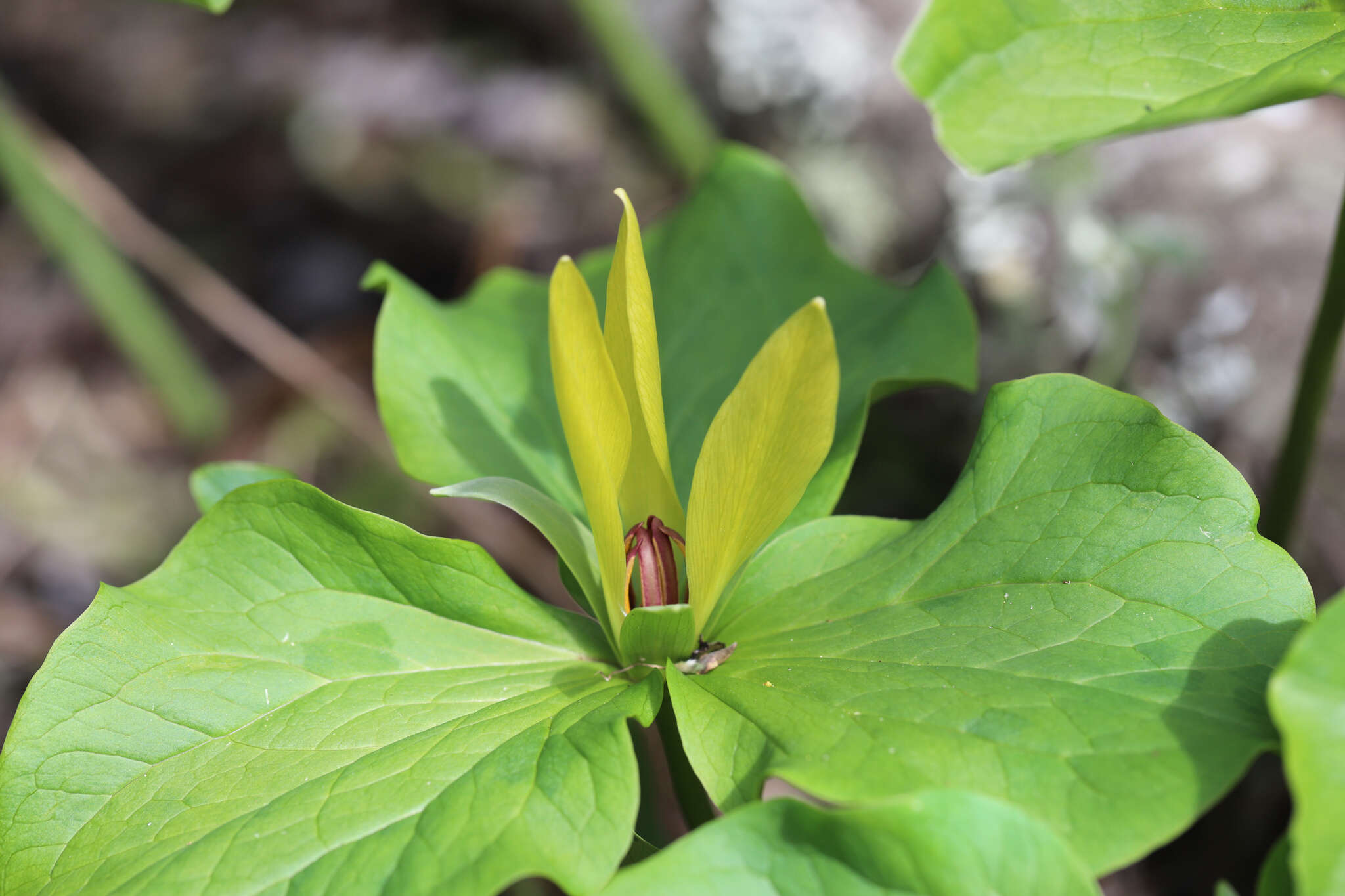 Imagem de Trillium chloropetalum (Torr.) Howell